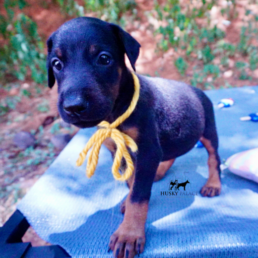 100% Euro AKC Kiyi 7